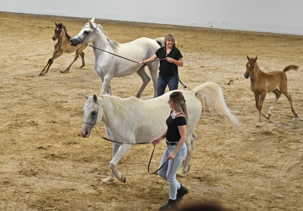 Arabertag FOTOS MEYER_25