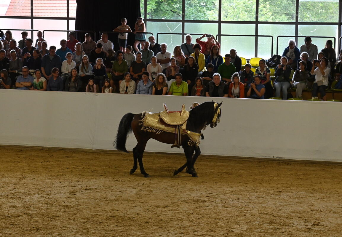 Arabertag FOTOS MEYER_38