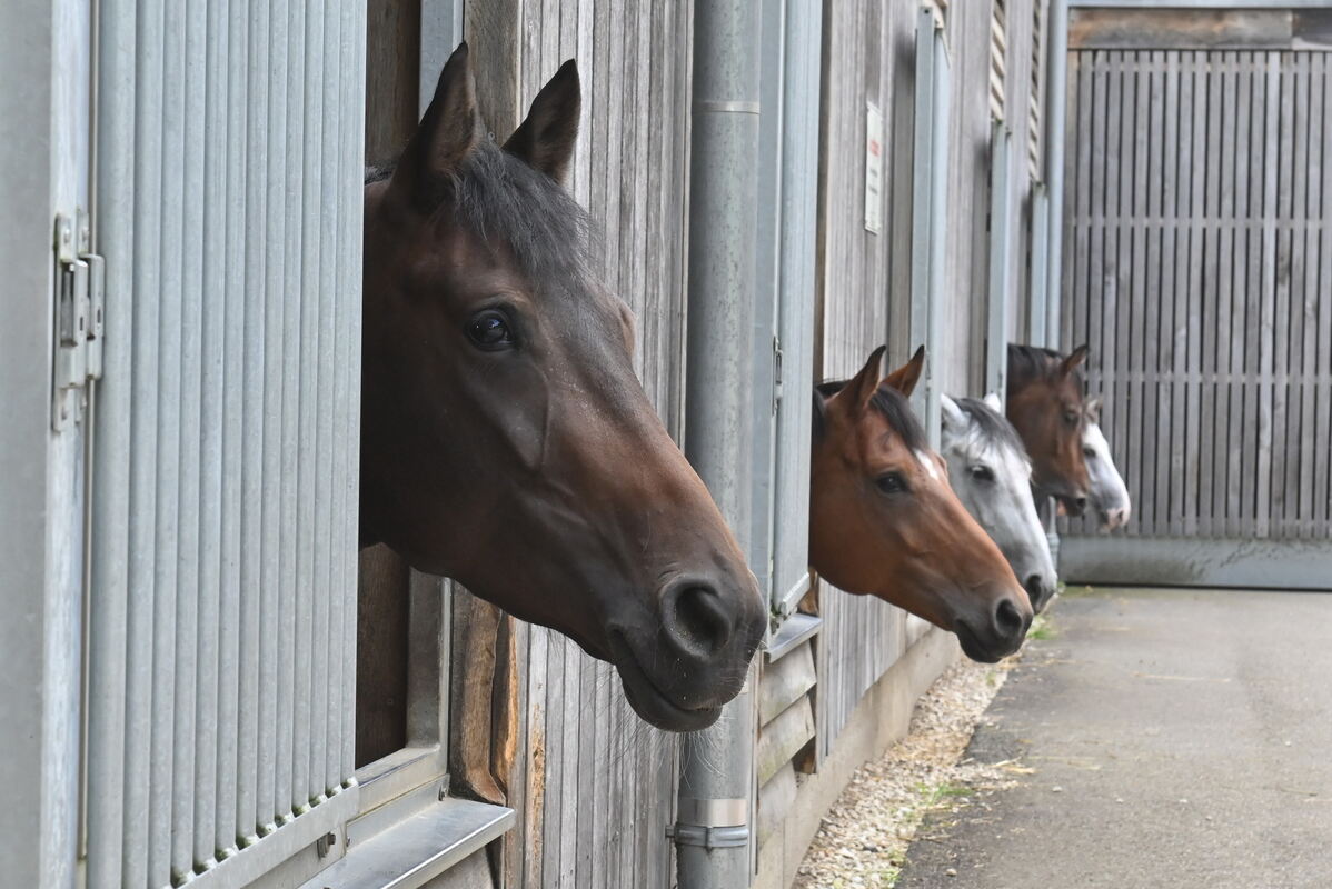 Arabertag FOTOS MEYER_40