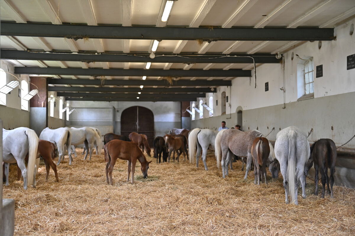 Arabertag FOTOS MEYER_43