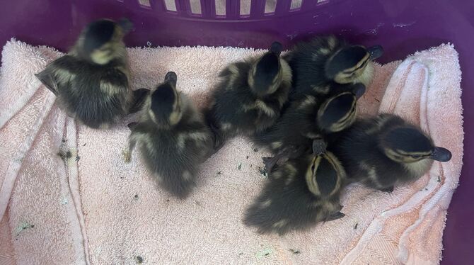 Wieder vereint: Christina Wahl und ihre Kollegin vom Reutlinger Tierheim haben sieben Entenküken vor einem frühen Tod bewahrt.