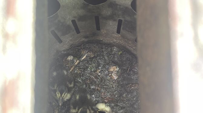 Drei der kleinen Enten-Küken sind durch einen Gullideckel gefallen und haben nach ihrer Mama gerufen.