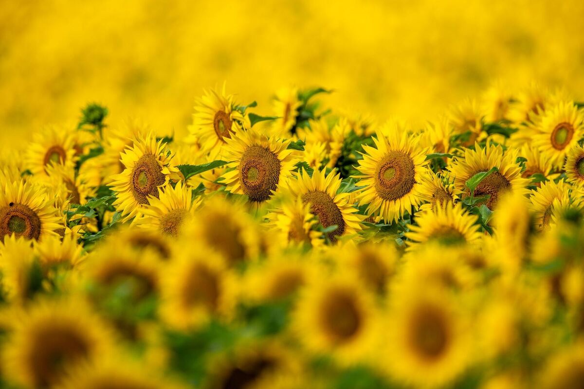 Sonnenblumen blühen auf Feld Sonnenblumen blühen auf Feld