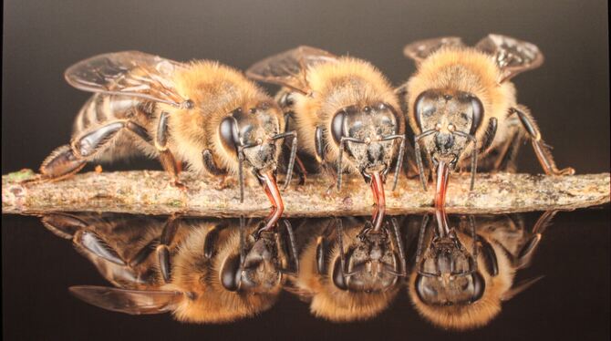 Fotoausstellung Bienen Naturkundemuseum Reutlingen Ein Bienentrio bei der Wasseraufnahme. Dieses Foto von Ingo Arndt ist mit vielen anderen im Naturkundemuseum ausgestellt.