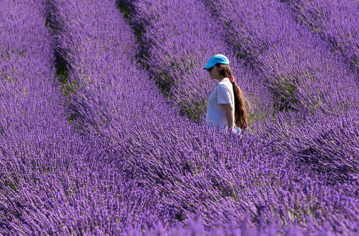 Blühende Lavendelfelder in Kanada Blühende Lavendelfelder in Kanada