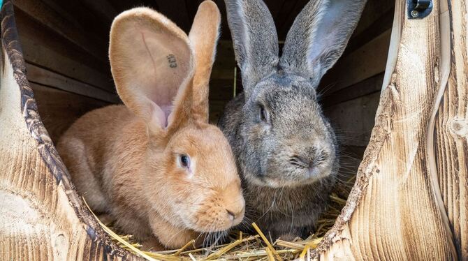 Symbolbild Kaninchen