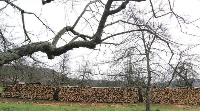 Mehr als 30 Festmeter Brennholz werden auf Dettinger Wiesen nicht mehr geduldet, erst recht nicht, wenn die Holzbeugen noch mit