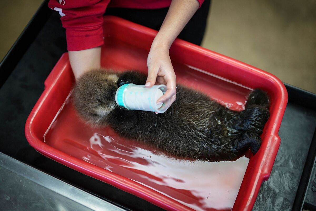 Seeotterbabys in Kanada