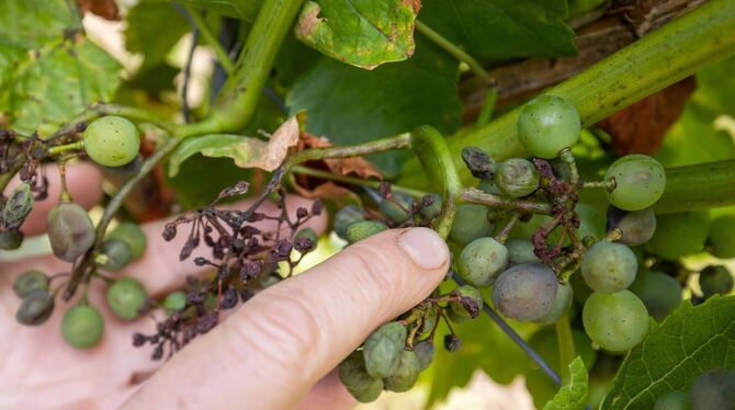 Falscher Mehltau in fränkischen Weinbergen