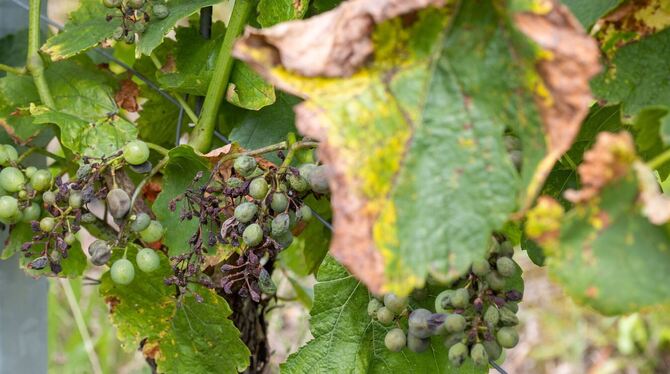 Falscher Mehltau in fränkischen Weinbergen