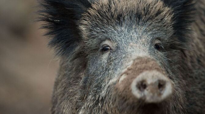 Wildschwein Wildschwein