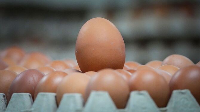 Neues Verfahren weist Biohaltung der Henne mit dem Ei nach