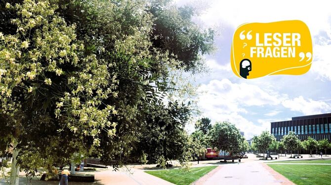 Leserfrage, Schnurbäume, Stadthalle Reutlingen, Blütenpracht Die Japanischen Schnurbäume an der Reutlinger Stadthalle blühen so üppig wie noch nie.