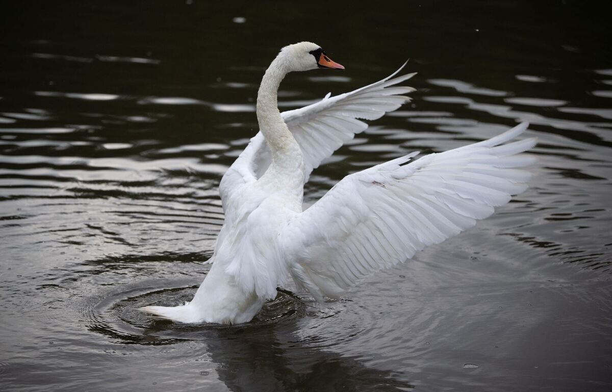 Schwan auf der Mosel