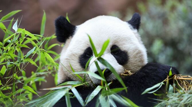 »Panda Ridge« im San Diego Zoo