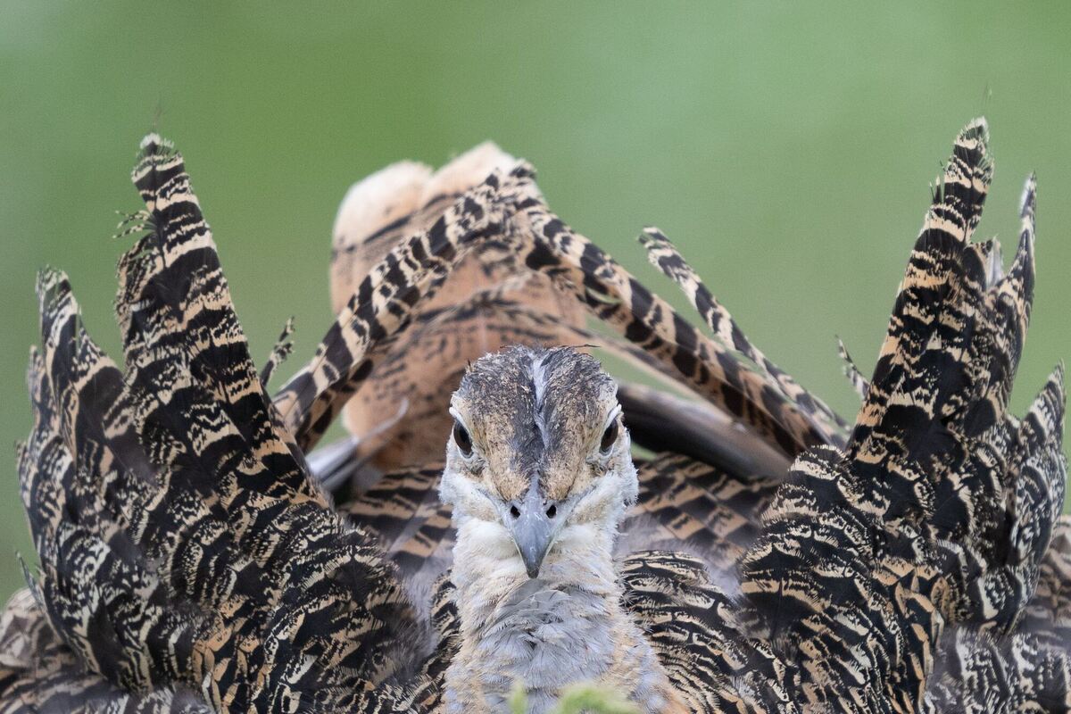 Projekt für Schutz der Großtrappen Projekt für Schutz der Großtrappen