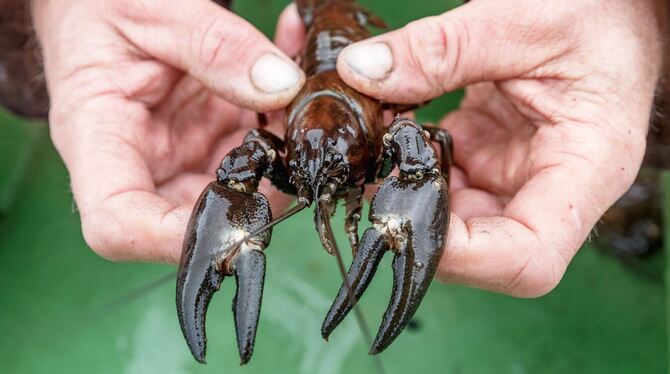 Signalkrebs Signalkrebs