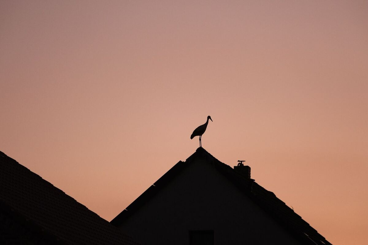Storchen-Schlafplatz