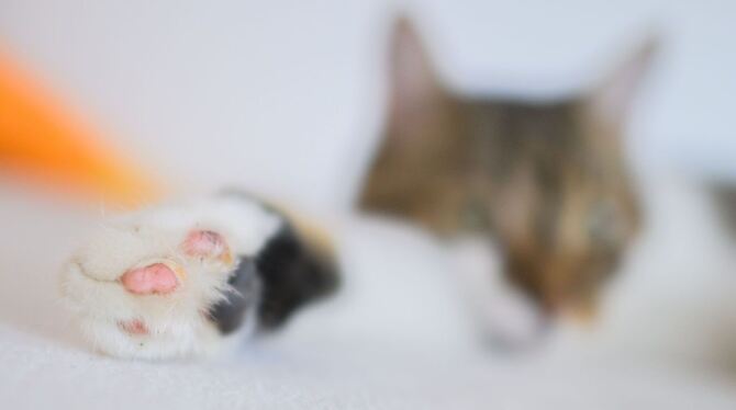 Ein freilaufender Kater wurde Opfer eines Tierquälers in Dettingen. (Symbolbild)