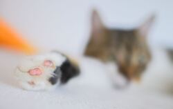 Ein freilaufender Kater wurde Opfer eines Tierquälers in Dettingen. (Symbolbild)