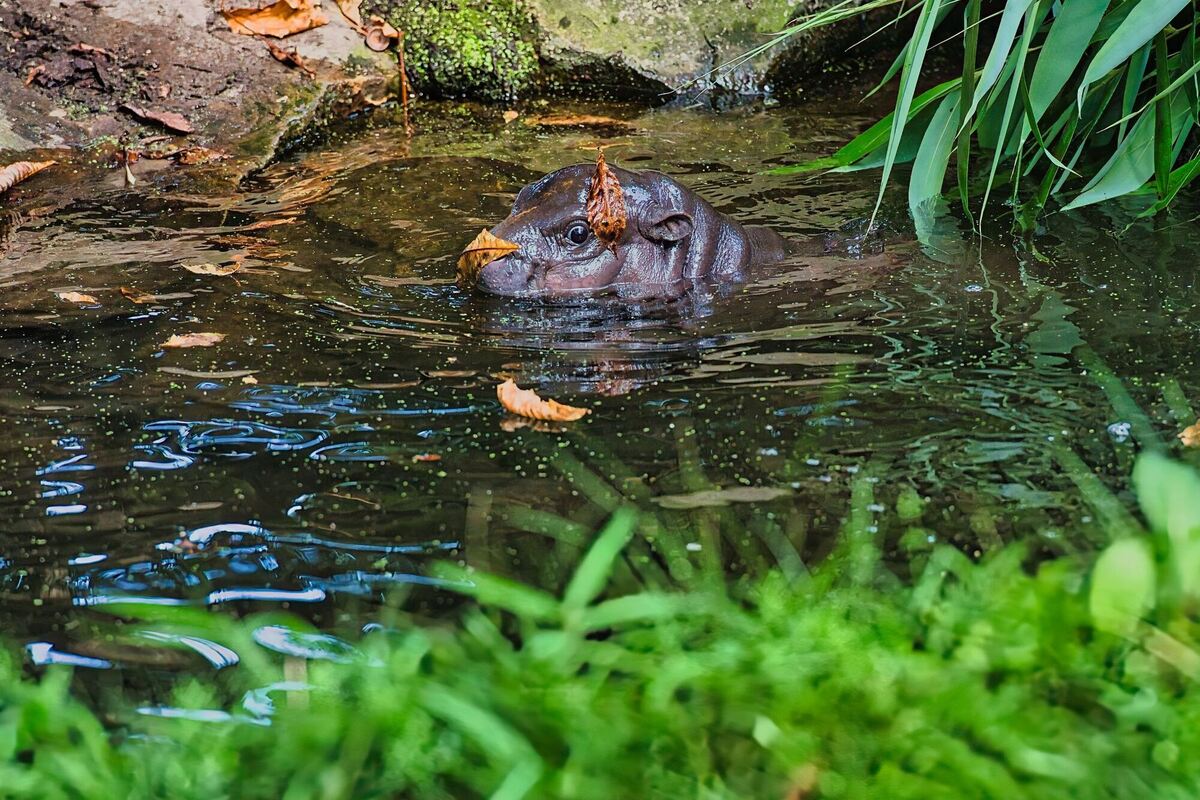 Mini-Hippo im Berliner Zoo zeigt sich der Öffentlichkeit