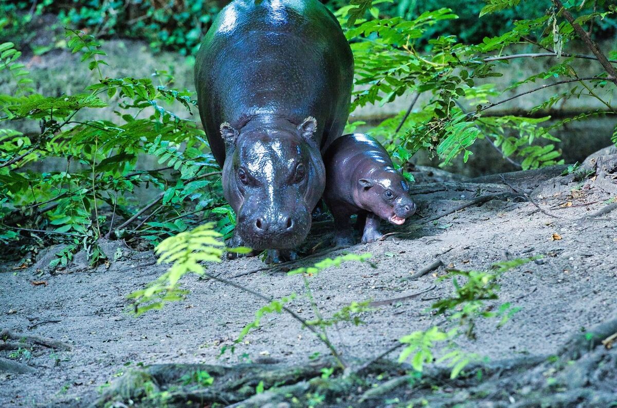 Mini-Hippo im Berliner Zoo zeigt sich der Öffentlichkeit