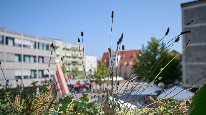 Nichts gegen Spitzwegerich, Kamille und Co. , aber im Vergleich zur Fassadenbepflanzung rund um den Marktplatz im Hintergrund fä