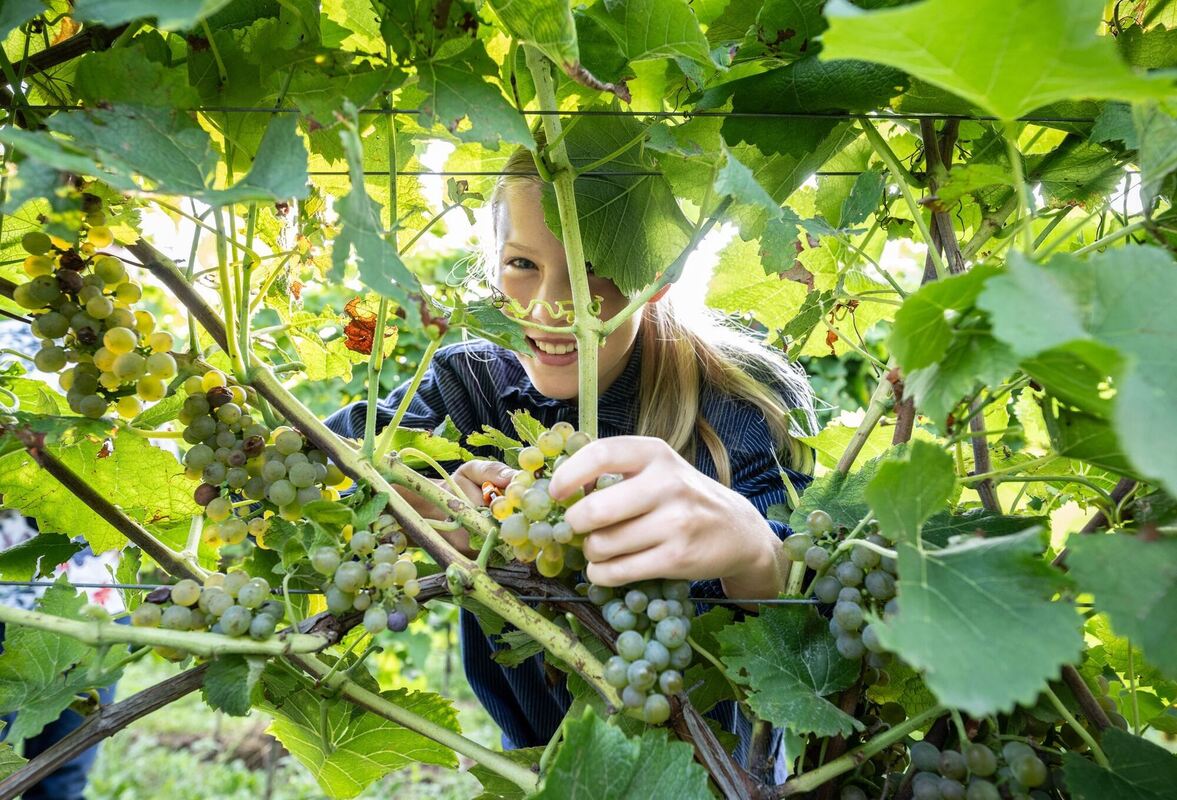 Start der Federweißenlese
