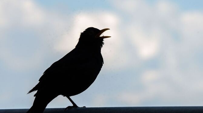 Amselgesang Amselgesang