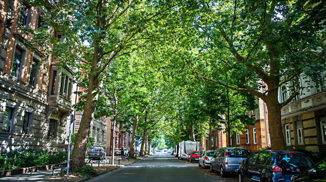 An dieser Straße in Bad Cannstatt sieht man, wie effektiv große Bäume ein Quartier verschatten können.  FOTOS: LG/SCHMIDT