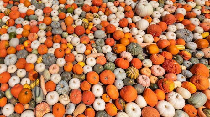 Beginn der Kürbisausstellung Ludwigsburg