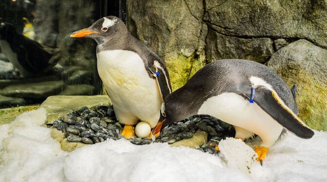 Eselspinguin Sphen in Sydney gestorben
