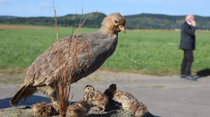 Rebhühner siedeln sich auf Äckern an. Sie brauchen einen guten Überblick über das Geschehen.