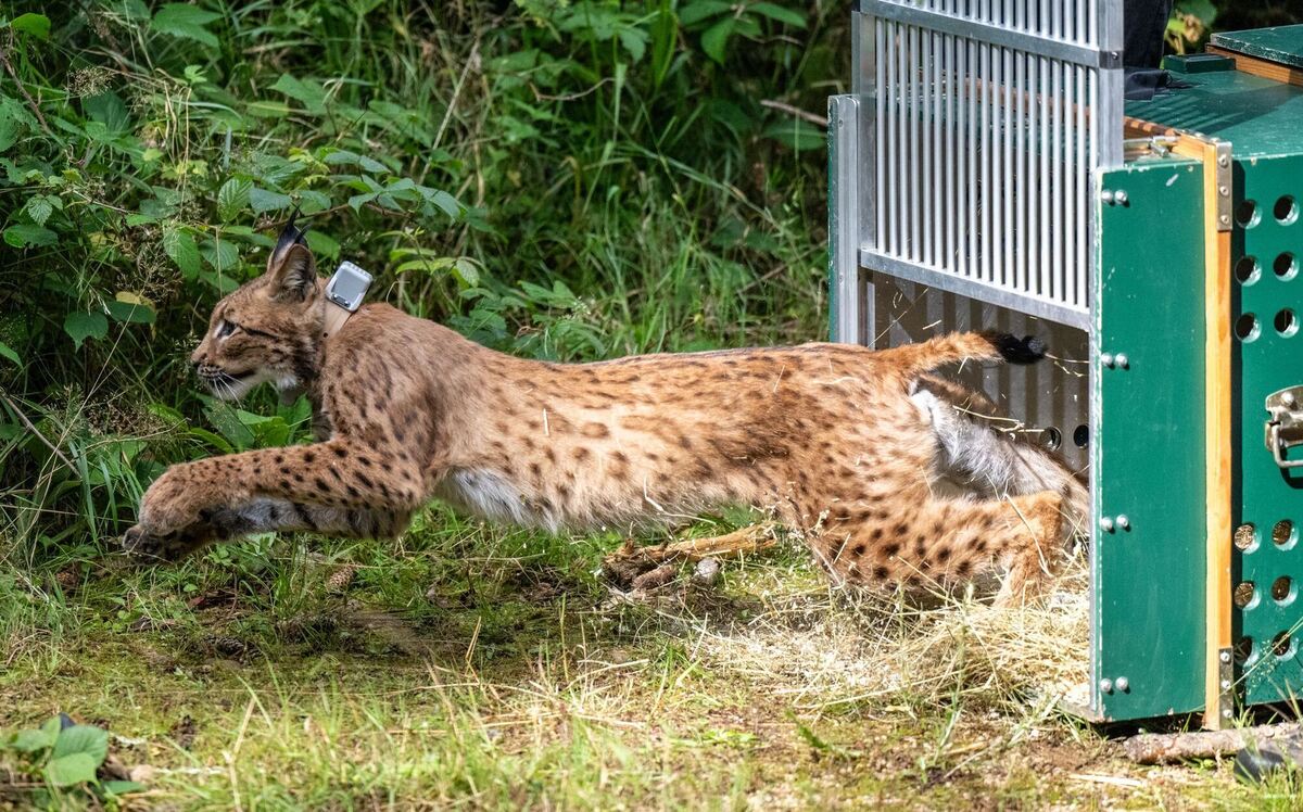 Weiterer Luchs in Sachsen ausgewildert Weiterer Luchs in Sachsen ausgewildert