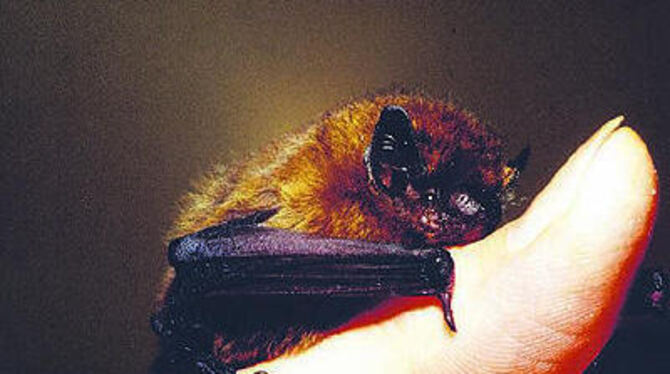 Winzling auf dem Daumen: Zwergfledermaus. Sie ist mit drei bis fünf Zentimetern Länge eine der kleinsten Arten.
FOTO: MANFRED WEISHAAR