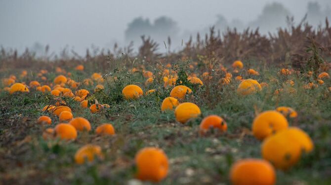 Kürbisfeld Kürbisfeld