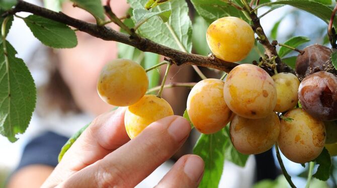 Die Obsternte steht bevor - mancherorts wird gestohlen Die Obsternte steht bevor - mancherorts wird gestohlen