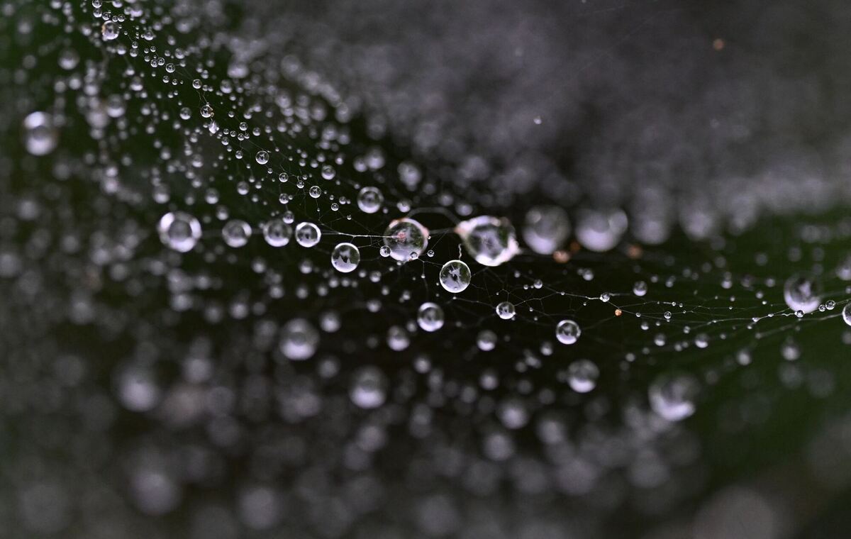Regentropfen in Spinnennetz