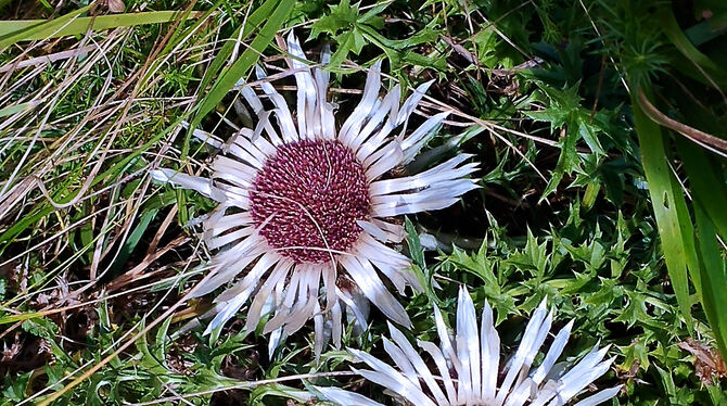 Silberdisteln 2024 Silberdisteln blühen von Juni/Juli bis September.