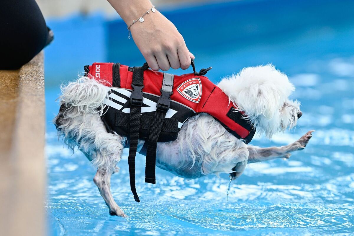 Hundeschwimmen im Freibad Hundeschwimmen im Freibad