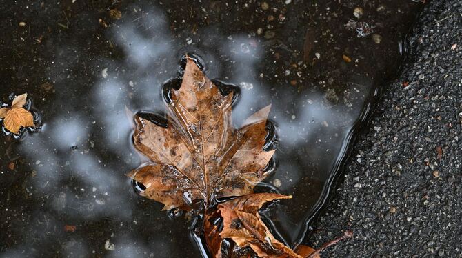 Herbstblätter in Pfütze