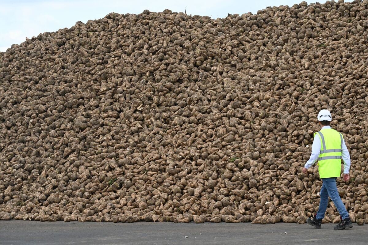 Beginn Zuckerrübenkampagne 2024/2025 Beginn Zuckerrübenkampagne 2024/2025