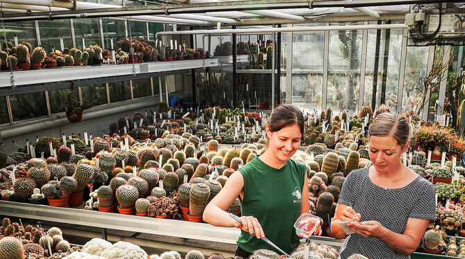 Kaktusmeer in der Wilhelma: Debora Eberlein (li.) und Eva Augart ernten im Gewächshaus der Wilhelma deren Früchte für den intern