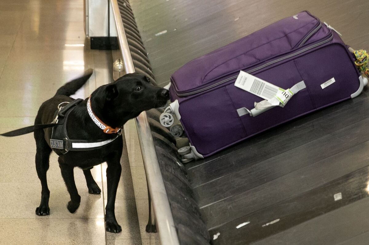 Demonstration eines Drogenhundeinsatzes in Dublin