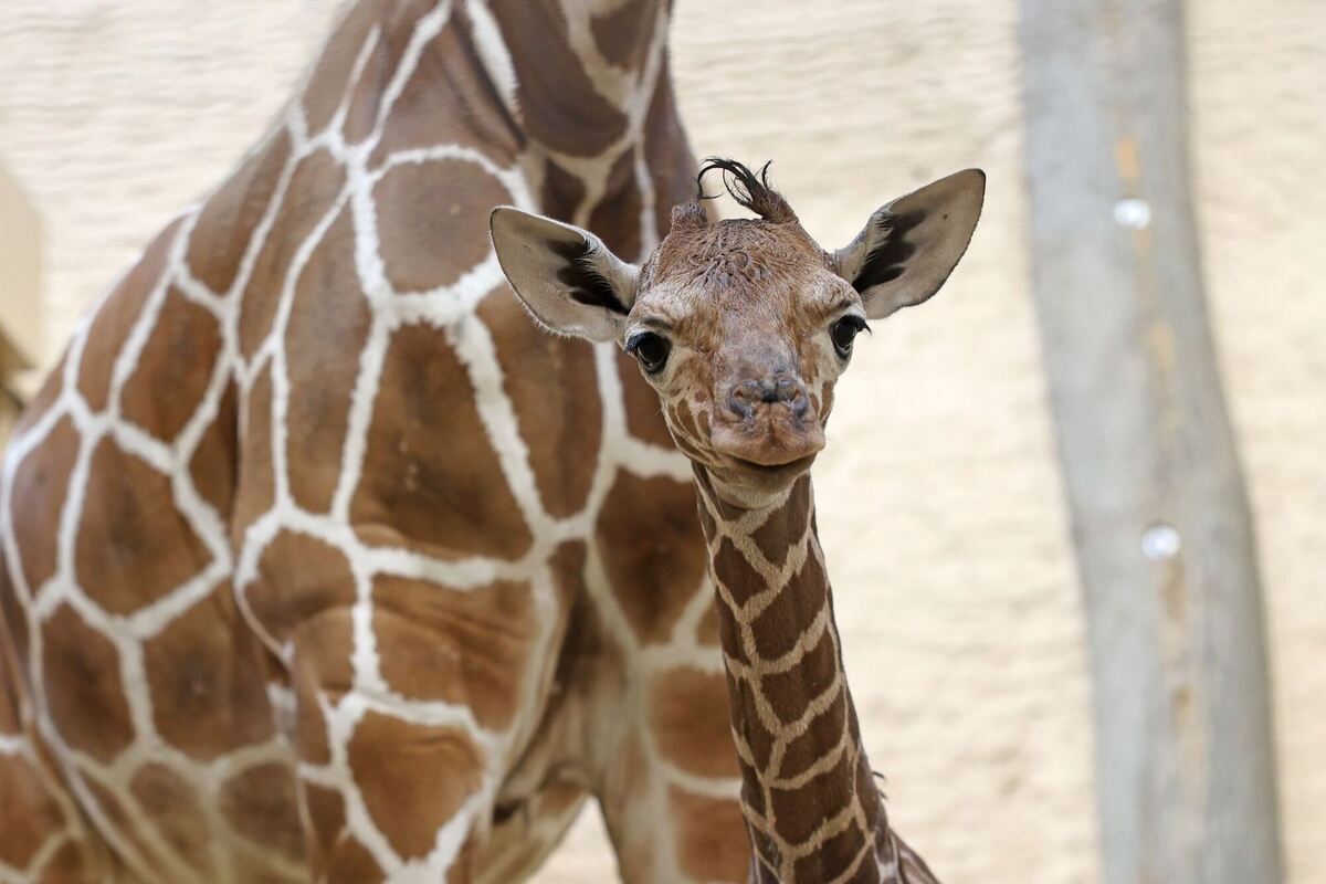 Giraffenbaby im Zoo Karlsruhe geboren