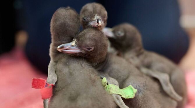 Hoiho ist Neuseelands Vogel des Jahres Hoiho ist Neuseelands Vogel des Jahres