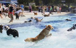 Das jährliche Hundeschwimmen sorgt für Begeisterung bei Mensch und Tier.
