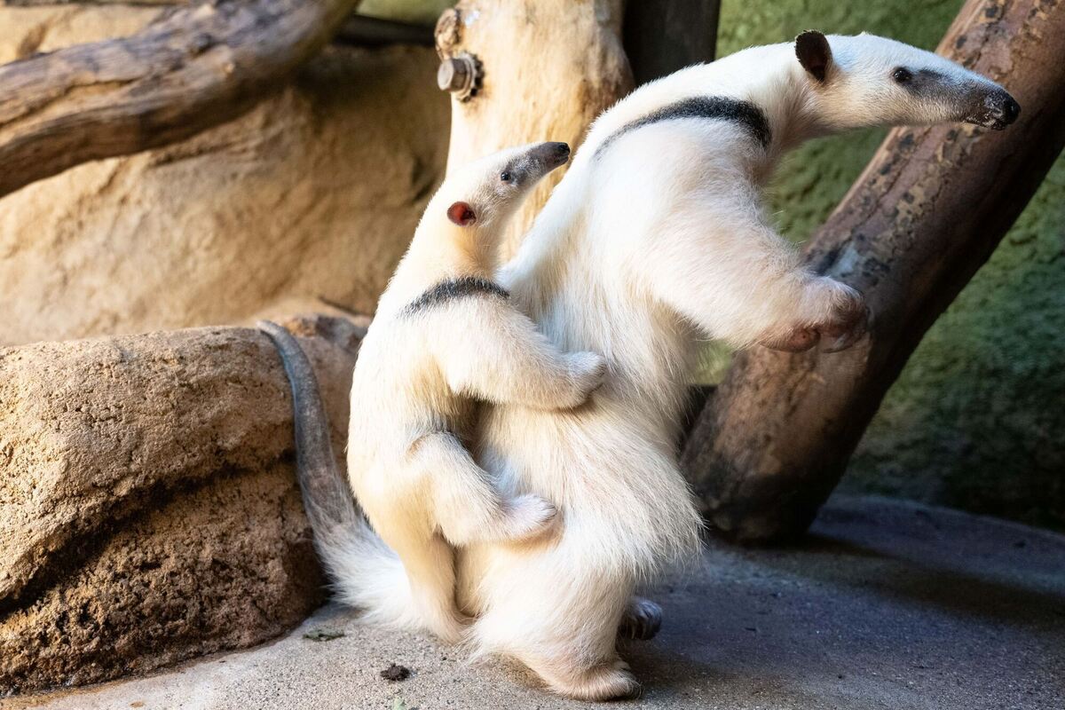 Nachwuchs bei den Kleinen Ameisenbären Nachwuchs bei den Kleinen Ameisenbären