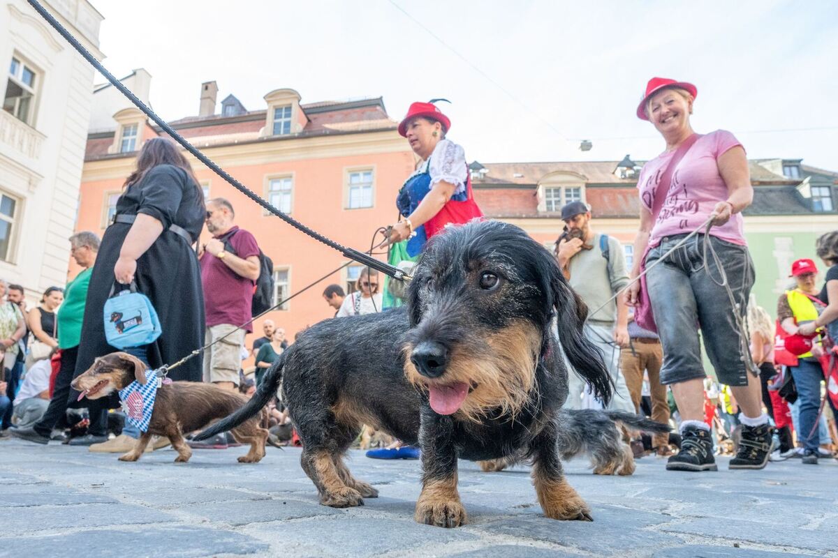 Dackelparade in Regensburg Dackelparade in Regensburg