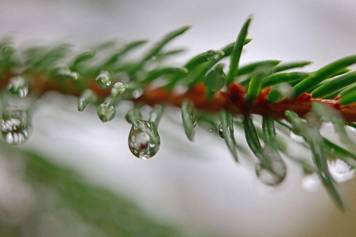 Regen im Harz - Wetter Regen im Harz - Wetter